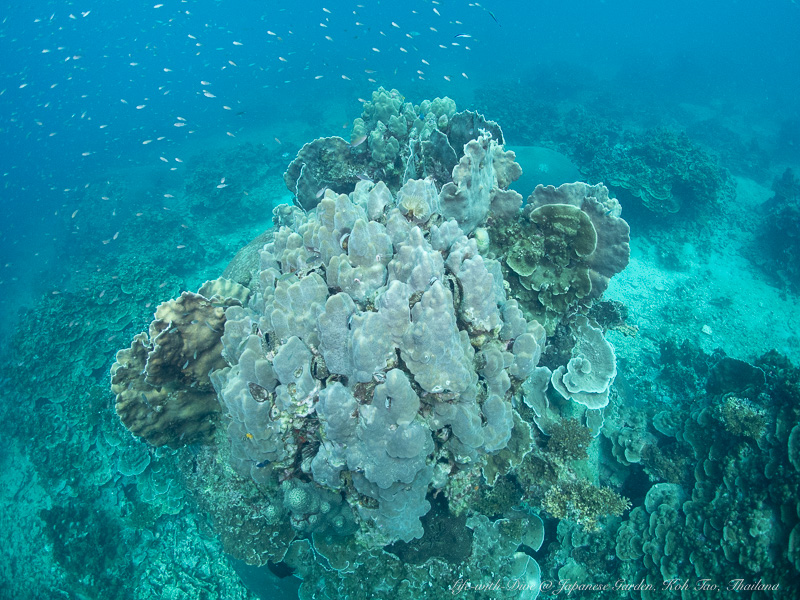 タイタオ島ジャパニーズガーデンで撮影したサンゴ