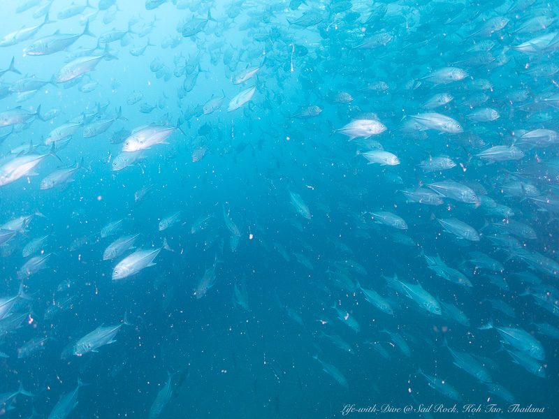タイタオ島セイルロックで撮影したギンガメアジの群れ