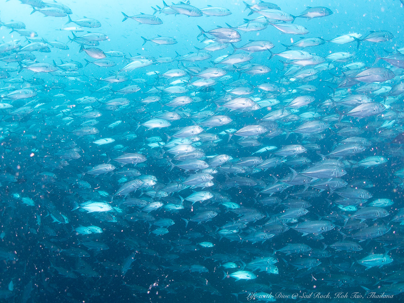 タイタオ島セイルロックで撮影したギンガメアジの群れ