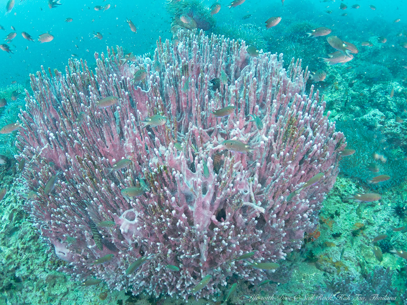 タイタオ島セイルロックで撮影したサンゴに群れるクロリボンスズメダイ