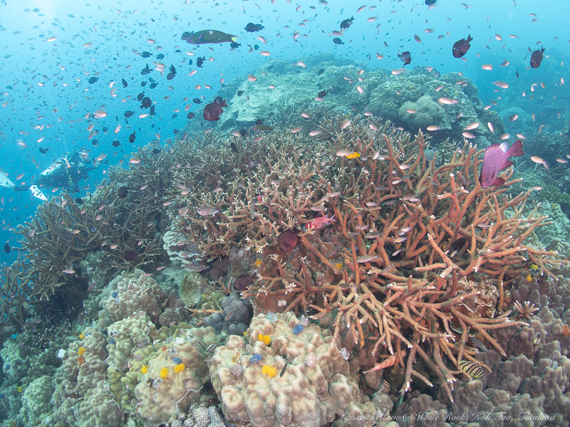 タイタオ島ホワイトロックで撮影したサンゴに群れるスズメダイたち
