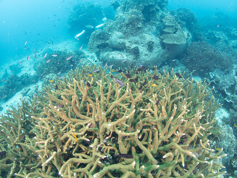 タイタオ島ホワイトロックで撮影したサンゴに群れるスズメダイ達