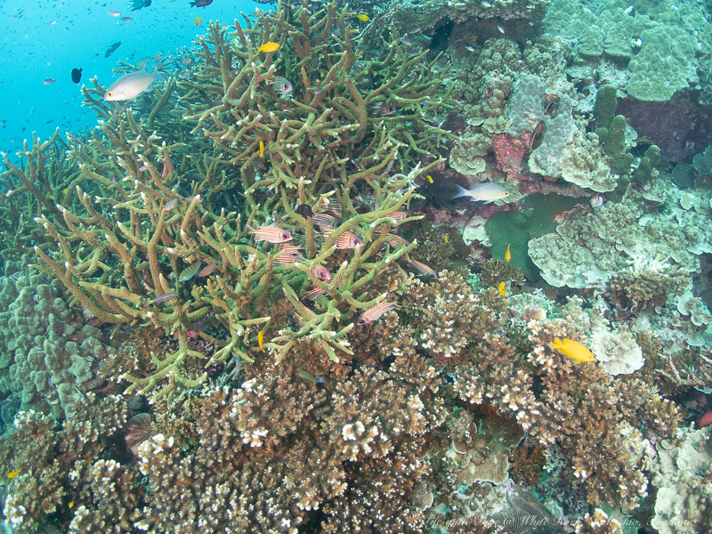 タイタオ島ホワイトロックで撮影したサンゴに隠れるアヤメエビス