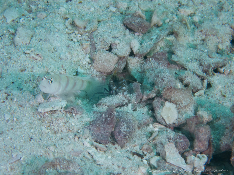 タイタオ島ポッテリーで撮影したヒメダテハゼと共生するテッポウエビ