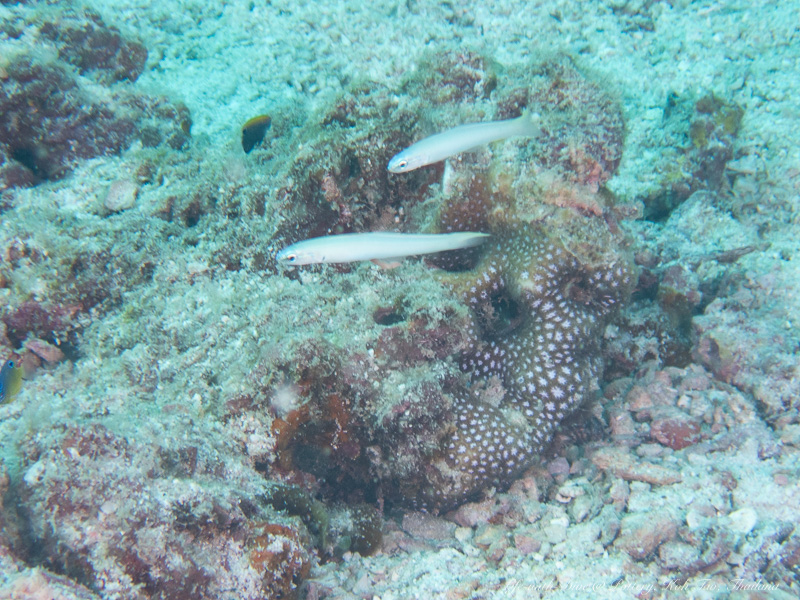 タイタオ島ポッテリーで撮影したハゼ