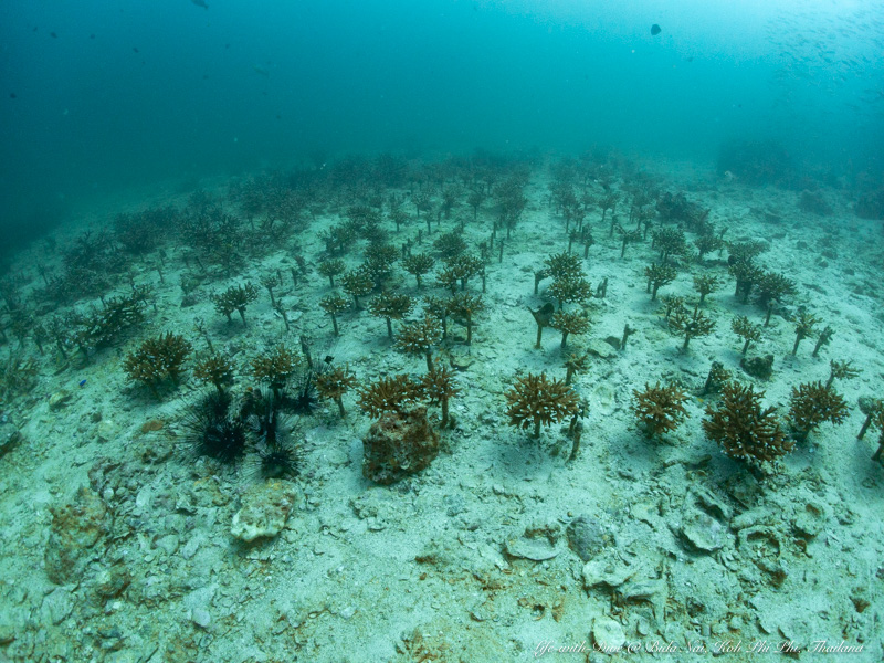 タイのビダ・ナイ島で撮影した枝サンゴの植樹ポイント