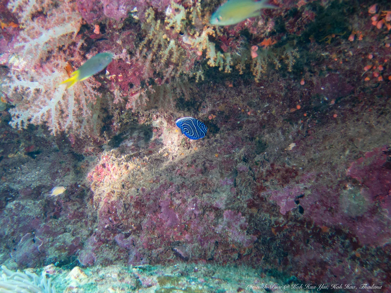 タイのコハーヤイで撮影したタテジマキンチャクダイの幼魚